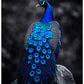 Wandbild Blau Königlicher Pfau